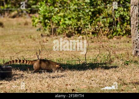 Coati, Nasus Nasus, foraggiando sul terreno nel Pantanal meridionale, una zona paludosa del Brasile. Un Coati assomiglia a un piccolo orso o quasi a un racoon Foto Stock