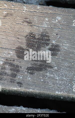 Un colpo closeup di un cane impronta su un legno scheda Foto Stock