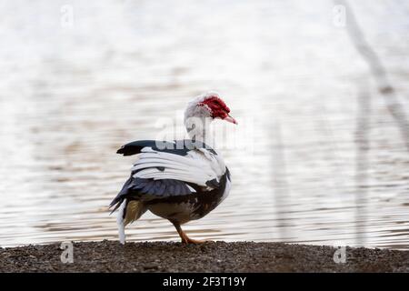 Un fuoco selettivo di una femmina d'anatra muscovy che cammina fuori vicino allo stagno Foto Stock