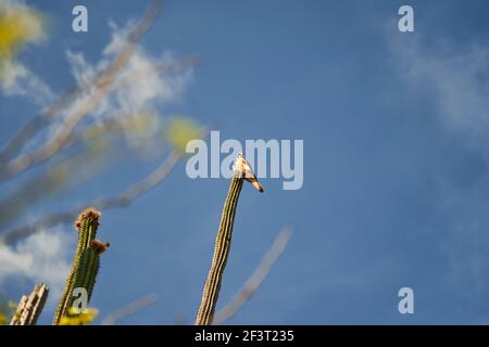 Bel falco peregrino australe, Falco peregrinus cassini, seduto in alto sul cactus nel arido e arido deserto di tatacoa in Colombia, è un non migratore Foto Stock