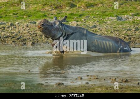 Rinoceronte indiano (rinoceronte unicornis) che permette di sguazzare in un fiume Foto Stock