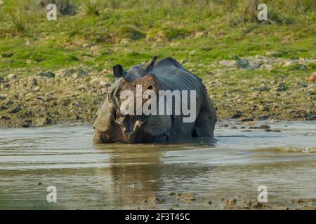 Rinoceronte indiano (rinoceronte unicornis) che permette di sguazzare in un fiume Foto Stock