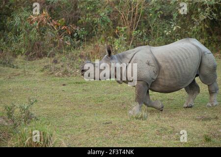 Il rinoceronte indiano (Rhinoceros unicornis) Foto Stock