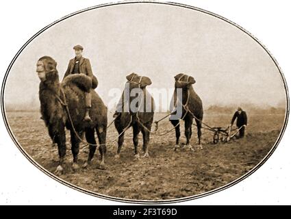 WWI - cammelli del Circus utilizzati per arare in una fattoria nel Regno Unito, a causa di cavalli che sono richiesti per uso bellico. Foto Stock