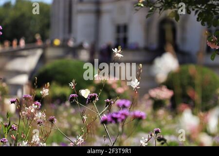 Farfalla nei giardini fuori Chateau de Chenonceau, Francia Foto Stock