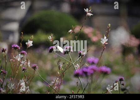 Farfalla nei giardini fuori Chateau de Chenonceau, Francia Foto Stock