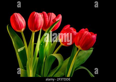 Cinque tulipani rossi bouquet isolato su sfondo nero. Foto Stock