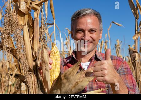 Coltivatore maturo che tiene il mais maturo sul campo di mais, primo piano Shot. Tempo di mietitura. Foto Stock