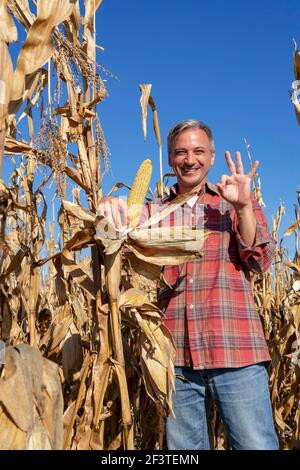 Sorridente coltivatore maturo che tiene il mais maturo sul campo di mais. Tempo di mietitura. Foto Stock