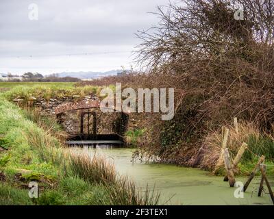 Saracinesca nel canale di drenaggio nelle Marais Braunton vicino a Barnstaple, Devon, Inghilterra. Foto Stock