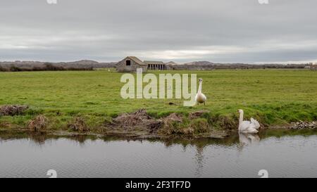 Cigni in paesaggio a Braunton Marshes vicino a Barnstaple, Devon, Inghilterra. Foto Stock