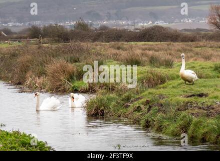 Tre cigni in paesaggio a Braunton Marshes vicino a Barnstaple, Devon, Inghilterra. Foto Stock