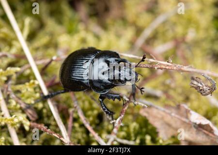 Minotaur Beetle maschio (Typhaeus typhoeus), della famiglia Geotrupidae, sulla brughiera in Surrey, Regno Unito Foto Stock