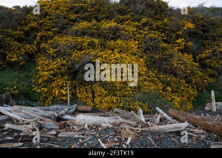 Fioritura scotch sulla spiaggia Foto Stock