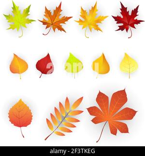Set di colorate Foglie di autunno. Illustrazione Vettoriale