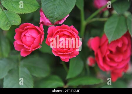 Rosa rossa dell'arrampicatore a fiore grande (Rosa) Demokracie fiorisce su un obelisco In un giardino nel mese di luglio Foto Stock
