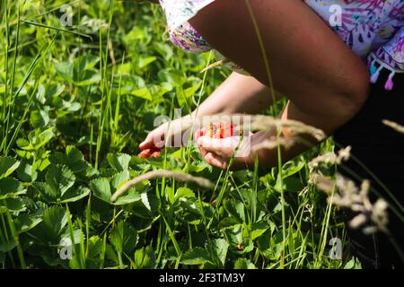 Coltivatori di fragole ingegnere che lavora in serra con raccolto, donna con l'armata di frutti di bosco. Coltivatore sta raccogliendo la fragola matura rossa. Agricoltura naturale Foto Stock