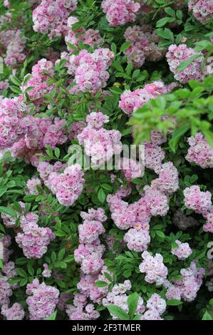 Rosa arrampicatore rosa (Rosa) Bonny fiorisce in un giardino in Giugno Foto Stock