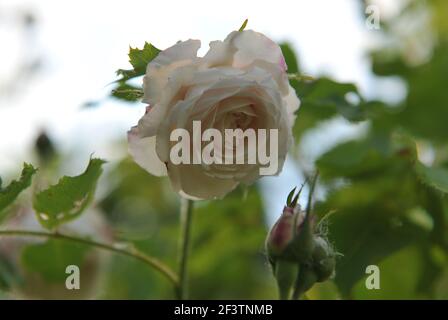 Bianco storico Noisette rosa (Rosa) Boule de Neige fiorisce Un giardino nel mese di maggio Foto Stock