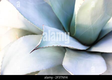 Belle foglie giganti di agave blu-verdi con spine, sfondi e texture di Asparagaceae. Piante esotiche del Messico usate in farmacologia, rendendo cosme Foto Stock