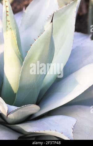 Belle foglie giganti di agave blu-verdi con spine, sfondi e texture di Asparagaceae. Piante esotiche del Messico usate in farmacologia, rendendo cosme Foto Stock