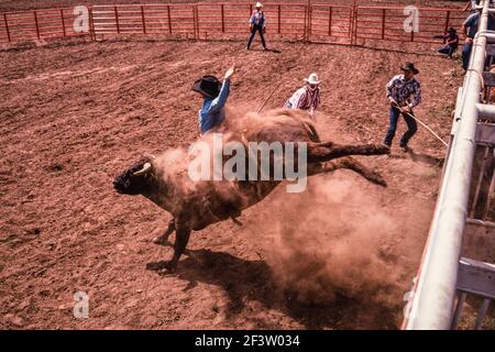 Il toro si spezza dallo scivolo durante l'evento di equitazione in un rodeo di una piccola città del New Mexico. Il clown rodeo è pronto ad assistere il cowboy Foto Stock