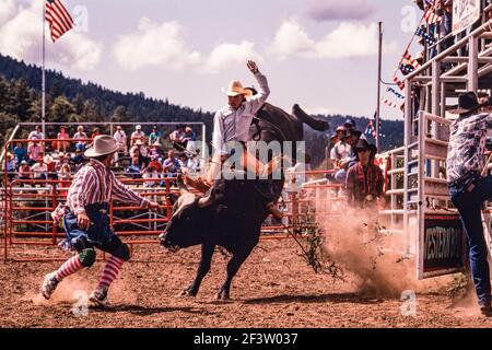 Il toro si spezza dallo scivolo durante l'evento di equitazione in un rodeo di una piccola città del New Mexico. Il clown rodeo è pronto ad assistere il cowboy Foto Stock