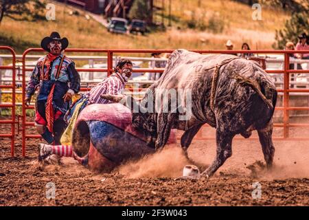 Un clown rodeo o un bullfighter intrattiene la folla in un rodeo, facendo un giro molto pericoloso di Brahman. Il toro attacca il barile mentre il clown perde Foto Stock