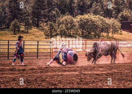 Un clown rodeo o un bullfighter intrattiene la folla in un rodeo, facendo un giro molto pericoloso di Brahman. Il toro inizia ad attaccare il barile. Foto Stock