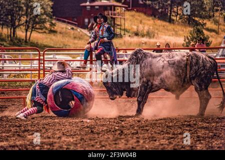 Un clown rodeo o un bullfighter intrattiene la folla in un rodeo, facendo un giro molto pericoloso di Brahman. Foto Stock