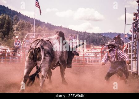 Il rodeo clown o bullfighter distratta il toro per consentire al cowboy di fuggire dopo essere scappato dal toro in un rodeo nel New Mexico. Foto Stock