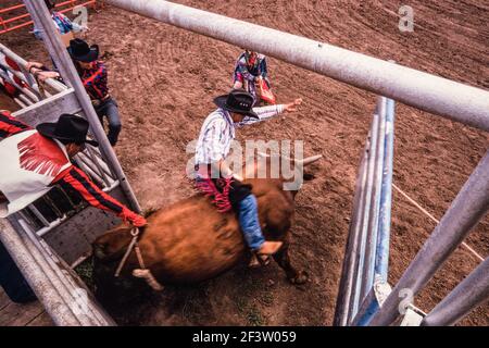 Il toro si stacca dallo scivolo durante la gara di equitazione in un rodeo di una piccola città del New Mexico. Il clown rodeo è pronto ad assistere il cowboy af Foto Stock