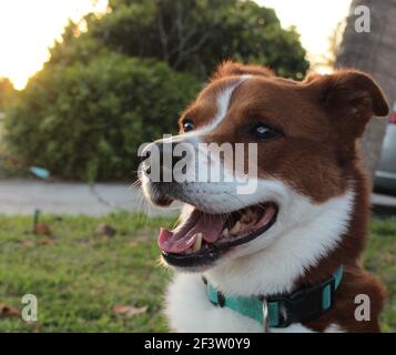 Happy Dog seduto fuori al tramonto Foto Stock