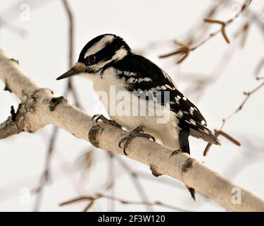 Woodpecker primo piano profilo vista arrampicata ramo albero e mostra piumaggio piuma nel suo ambiente e habitat con uno sfondo sfocato. Immagine. Foto Stock