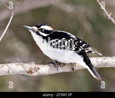 Vista del profilo di Woodpecker in primo piano arroccato sul ramo dell'albero e che mostra piumaggio di piume nel suo ambiente nella foresta con uno sfondo sfocato. Immagine. Foto Stock