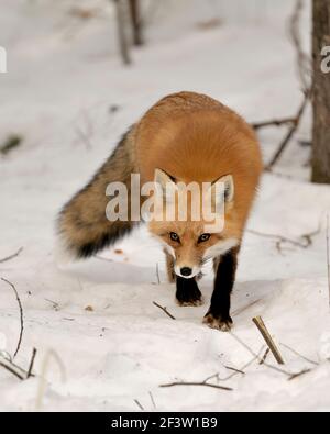 Volpe rossa primo piano profilo vista foraggio nella stagione invernale nel suo ambiente con sfocatura neve sfondo mostra folgorosa coda di volpe, pelliccia. Immagine FOX. Foto Stock