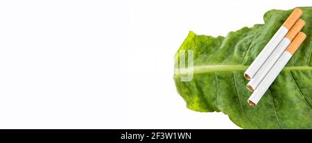 Nicotiana tabacum - sigarette su foglia di tabacco verde Foto Stock