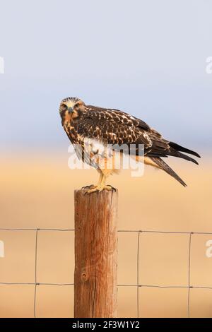 Falco di Swainson seduto su un palo di recinzione Foto Stock