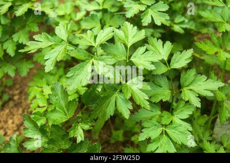 Foglie di sedano organico che crescono in serra industriale - Apium graveolens Foto Stock