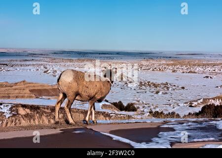 Pecore Bighorn, Badlands National Park, South Dakota, U.S.A Foto Stock