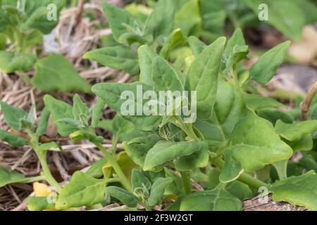 Tetragonia tetragonoides piante che crescono all'aperto Foto Stock