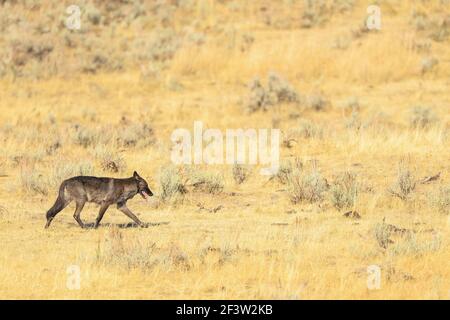 Lupo grigio nero Canis lupus nella Valle Lamar del Parco Nazionale di Yellowstone, Wyoming Foto Stock