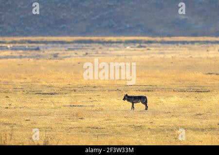 Lupo grigio nero Canis lupus nella Valle Lamar del Parco Nazionale di Yellowstone, Wyoming Foto Stock