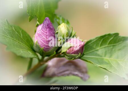 Primo piano di boccioli pronti a fiorire circondati da morbidi appoggi verdi focalizzati su uno sfondo giallo dorato incorniciato da una splendida vignetta bianca smerigliata. Foto Stock