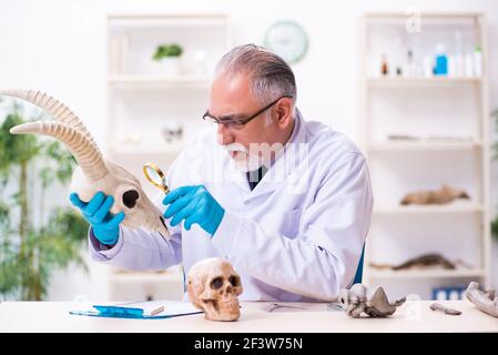 Vecchio paleontologo maschile che lavora in laboratorio Foto Stock