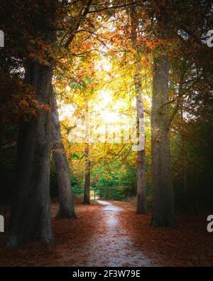 Autunno foresta natura, paesaggio colorato con alberi incantati con foglie di arancio e rosso con piacevole caldo sole Foto Stock