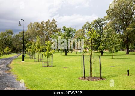 Mudgee Park, Lawson Park nel centro di Mudgee, regionale NSW, Australia Foto Stock