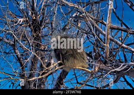Porcupine in un albero, Badlands National Park, South Dakota, U.S.A Foto Stock