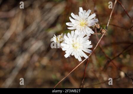 Inflessenze della testa bianca di Cliff Aster, Malacothrix saxatilis, Asteraceae, perenne nel Topanga state Park, Santa Monica Mountains, Inverno. Foto Stock