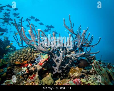 Coralli e spugne di mare sulla barriera corallina contro la silhouette Di un gregge di piccoli pesci trignerfish nell'oceano indiano Foto Stock